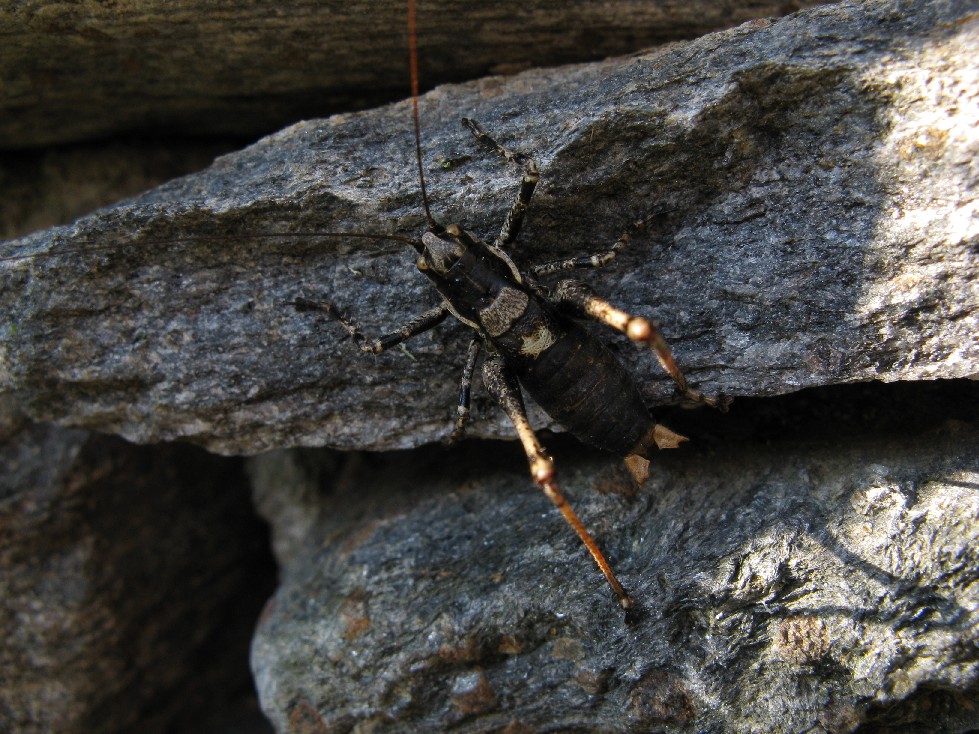 Ortotteri delle Orobie valtellinesi (Sondrio)